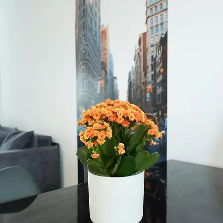 Apartment Andrew Cluj-Napoca